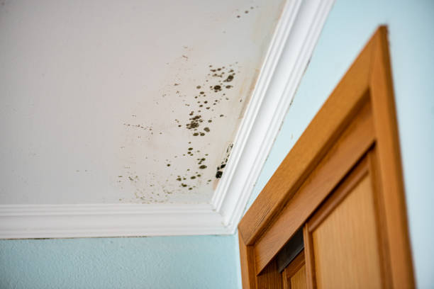 Professional Mold Remediation in Macon, MO